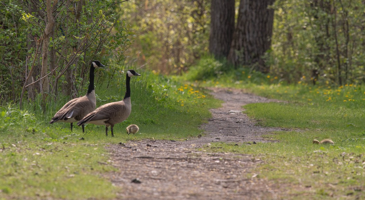 Canada Goose - Marina Germain