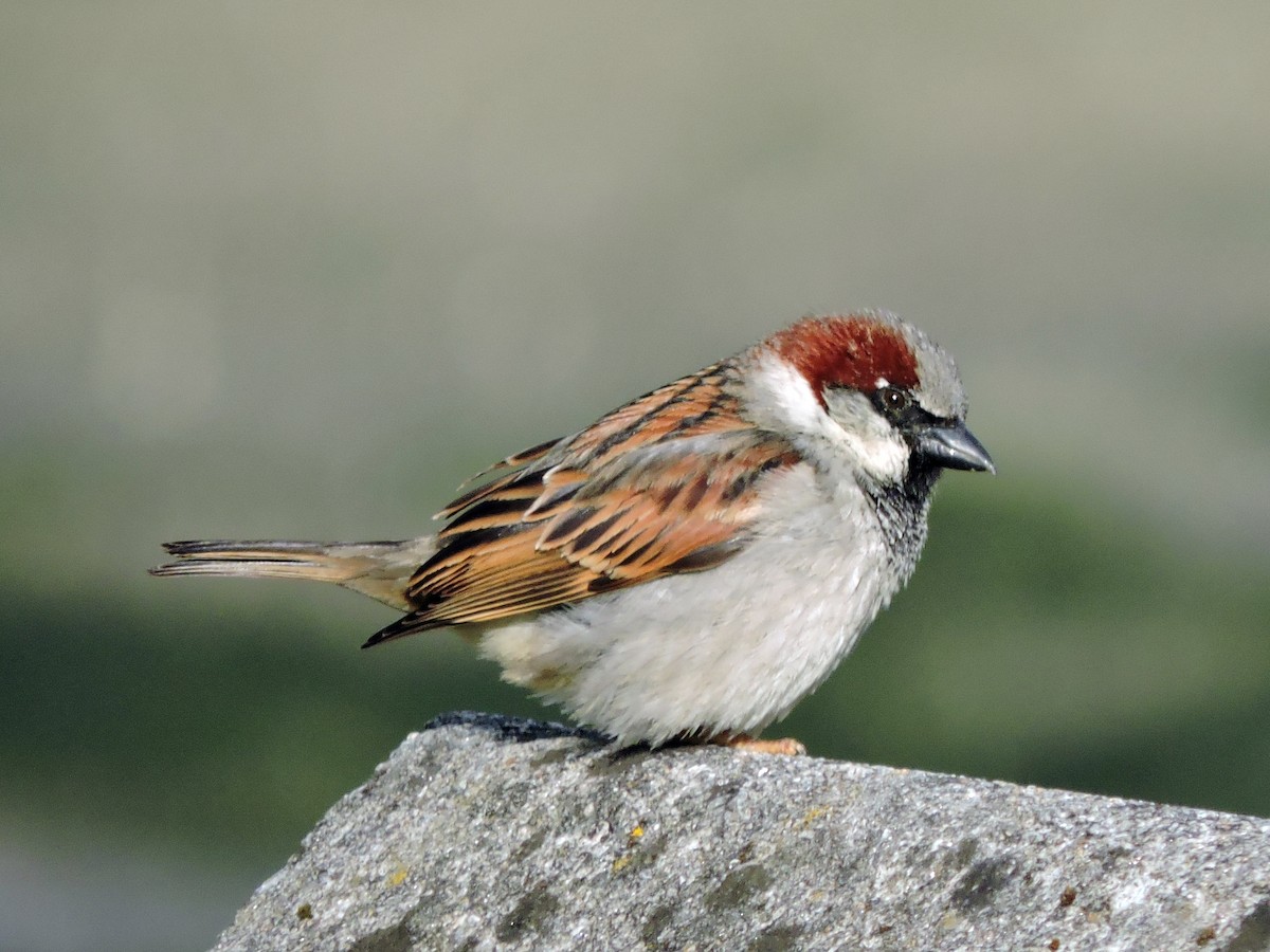 House Sparrow - ML619093024