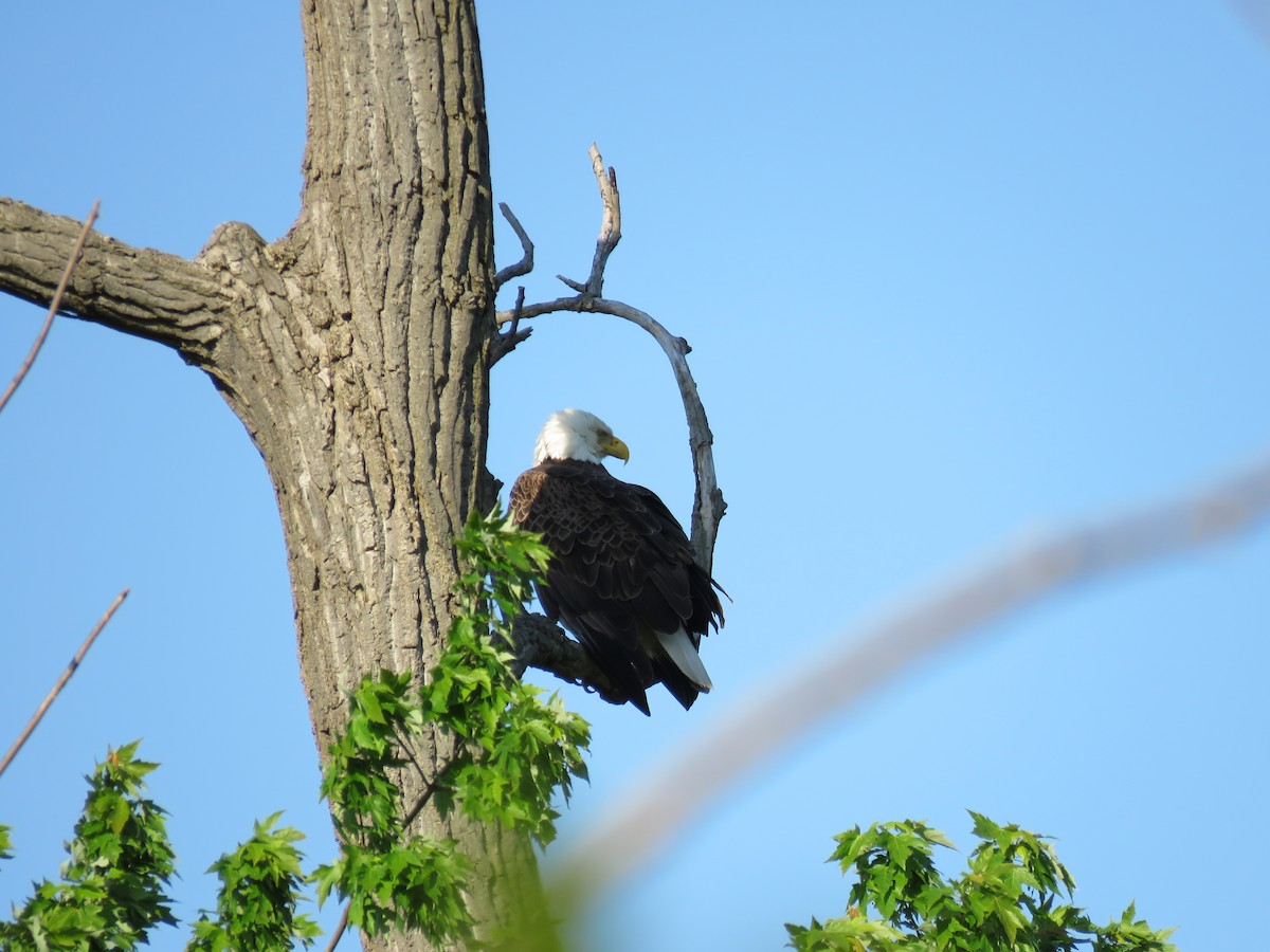 Bald Eagle - ML619093076