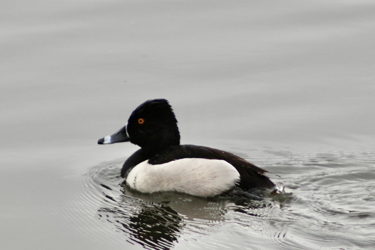 Ring-necked Duck - ML619093081