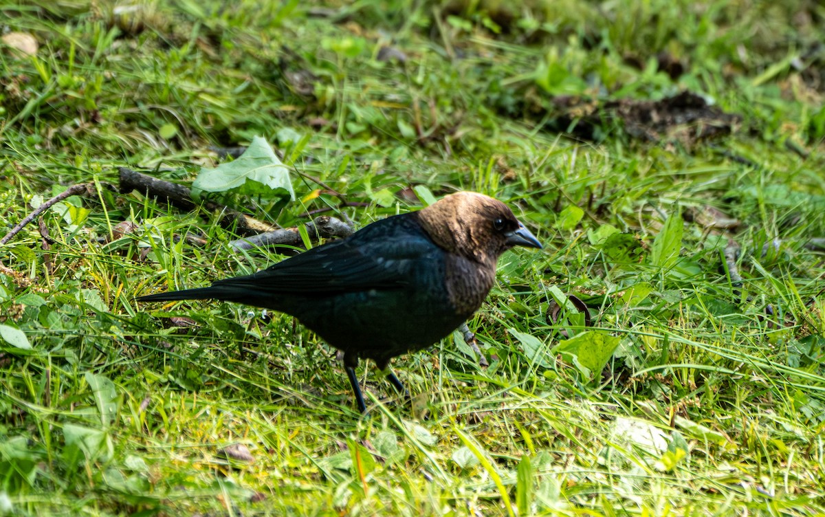 Brown-headed Cowbird - Gerald McGee