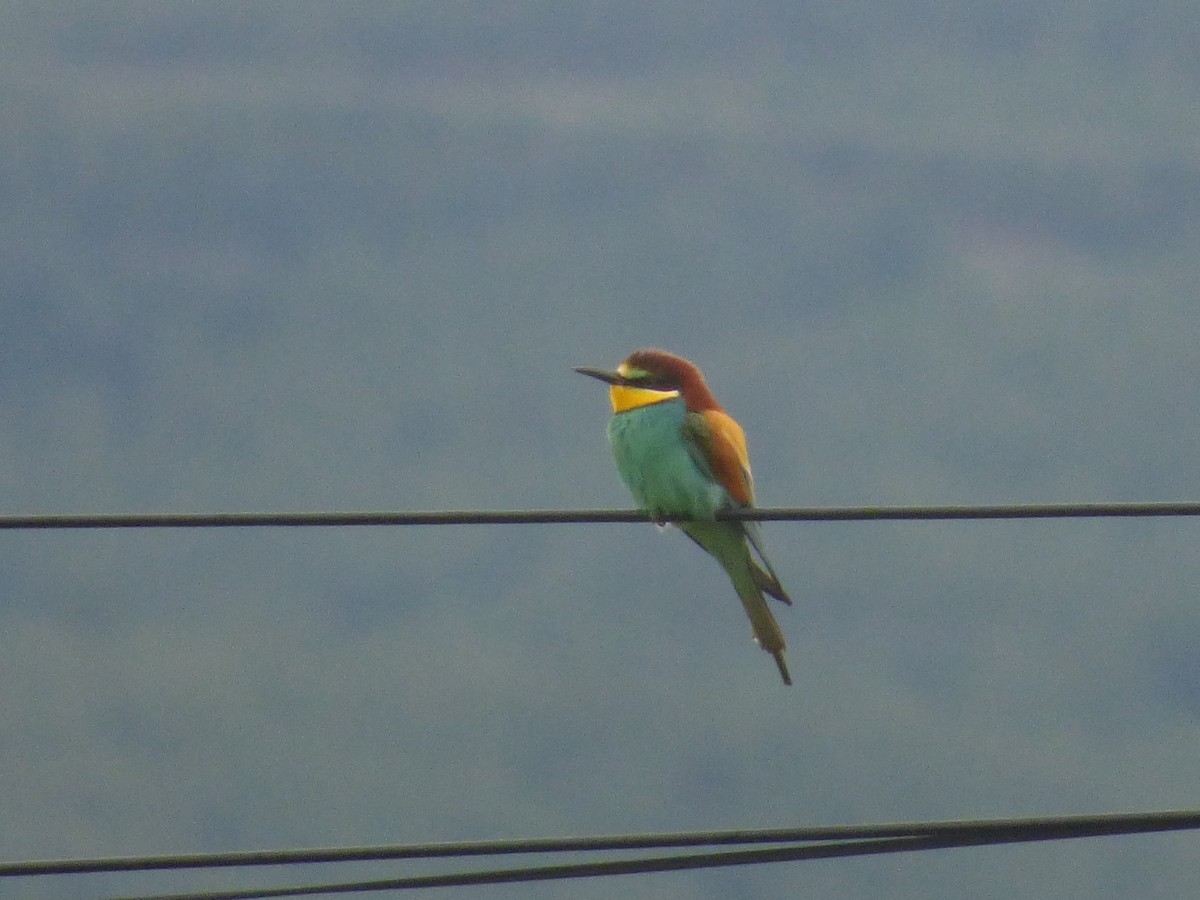 European Bee-eater - ML619093095