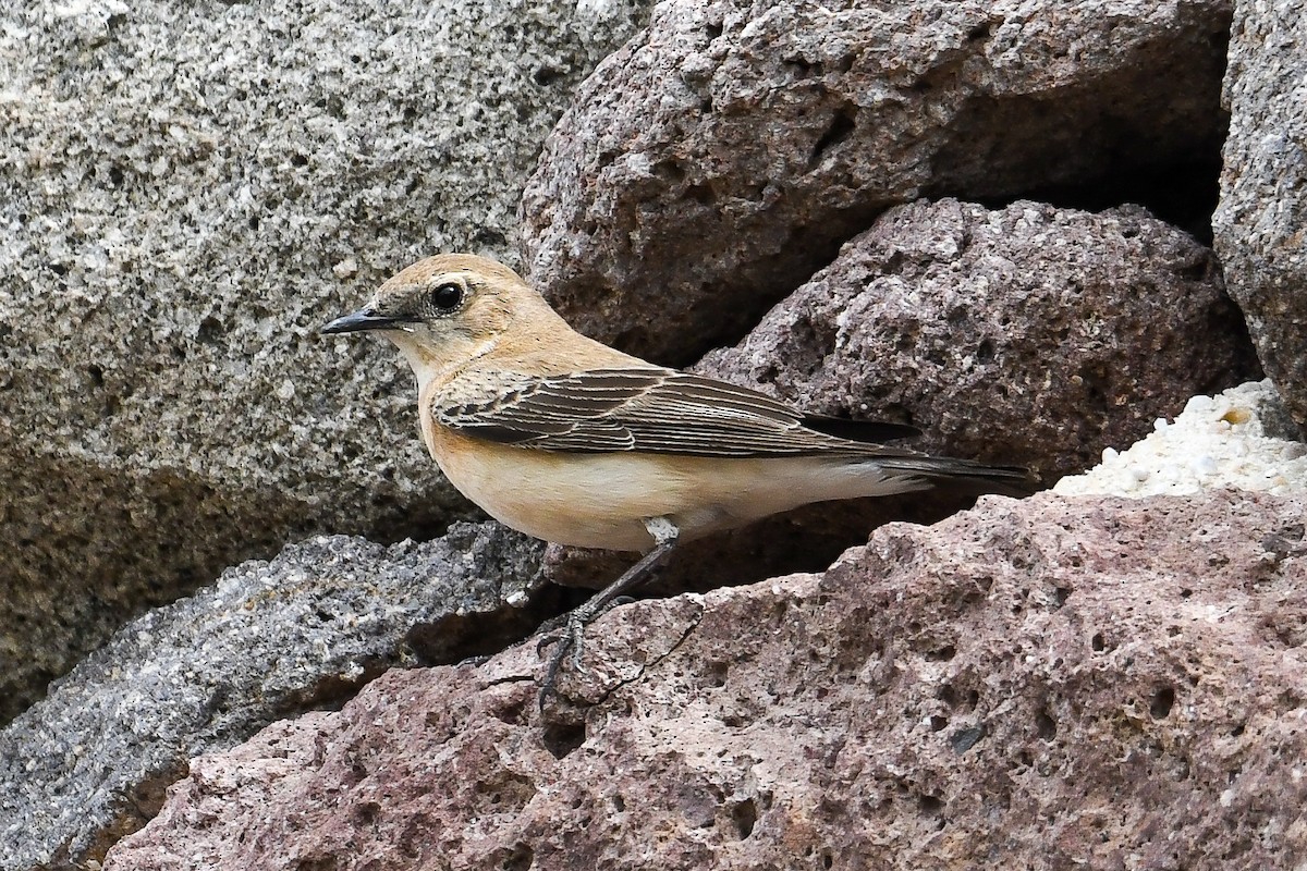 Eastern Black-eared Wheatear - Bill Asteriades