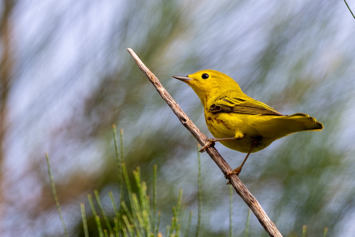 Yellow Warbler - Ron Buening
