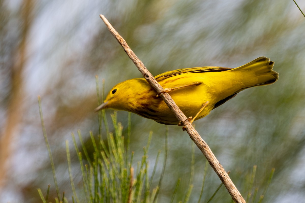 Yellow Warbler - Ron Buening