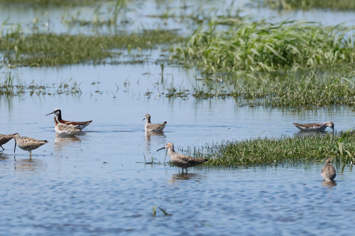 Wilson's Phalarope - Letha Slagle