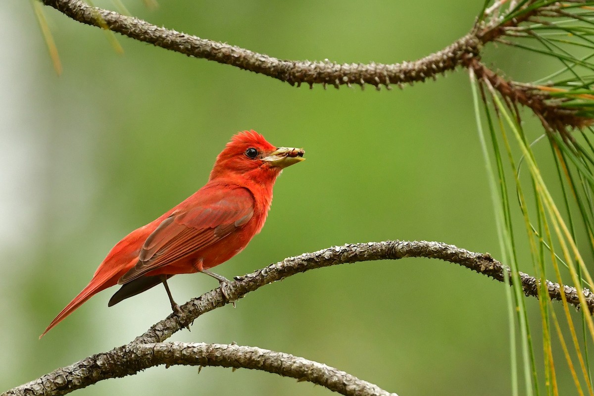 Summer Tanager - Etienne Pracht