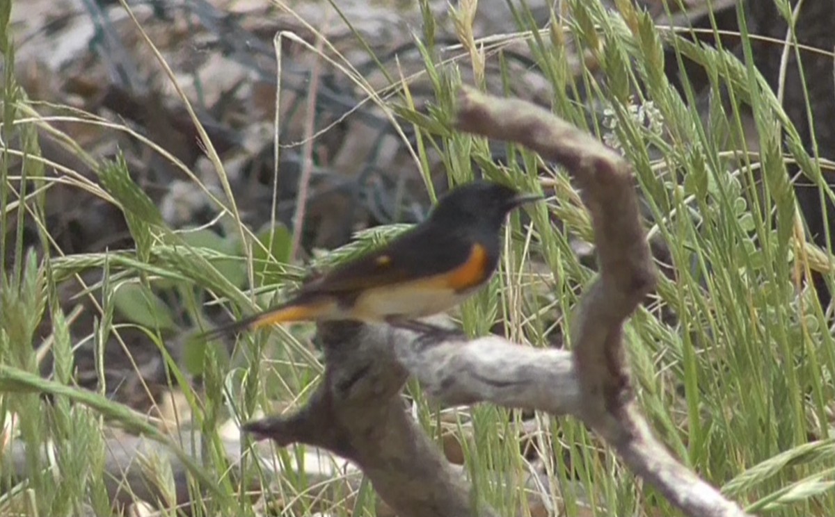 American Redstart - ML619093221