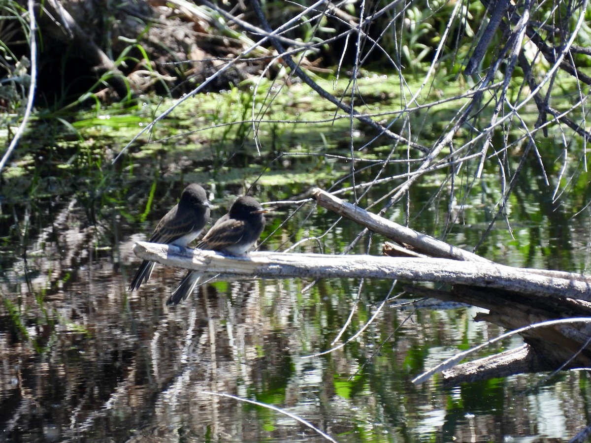 Black Phoebe - Bill Lisowsky