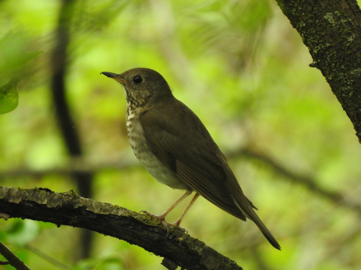 Gray-cheeked Thrush - Chris Burris