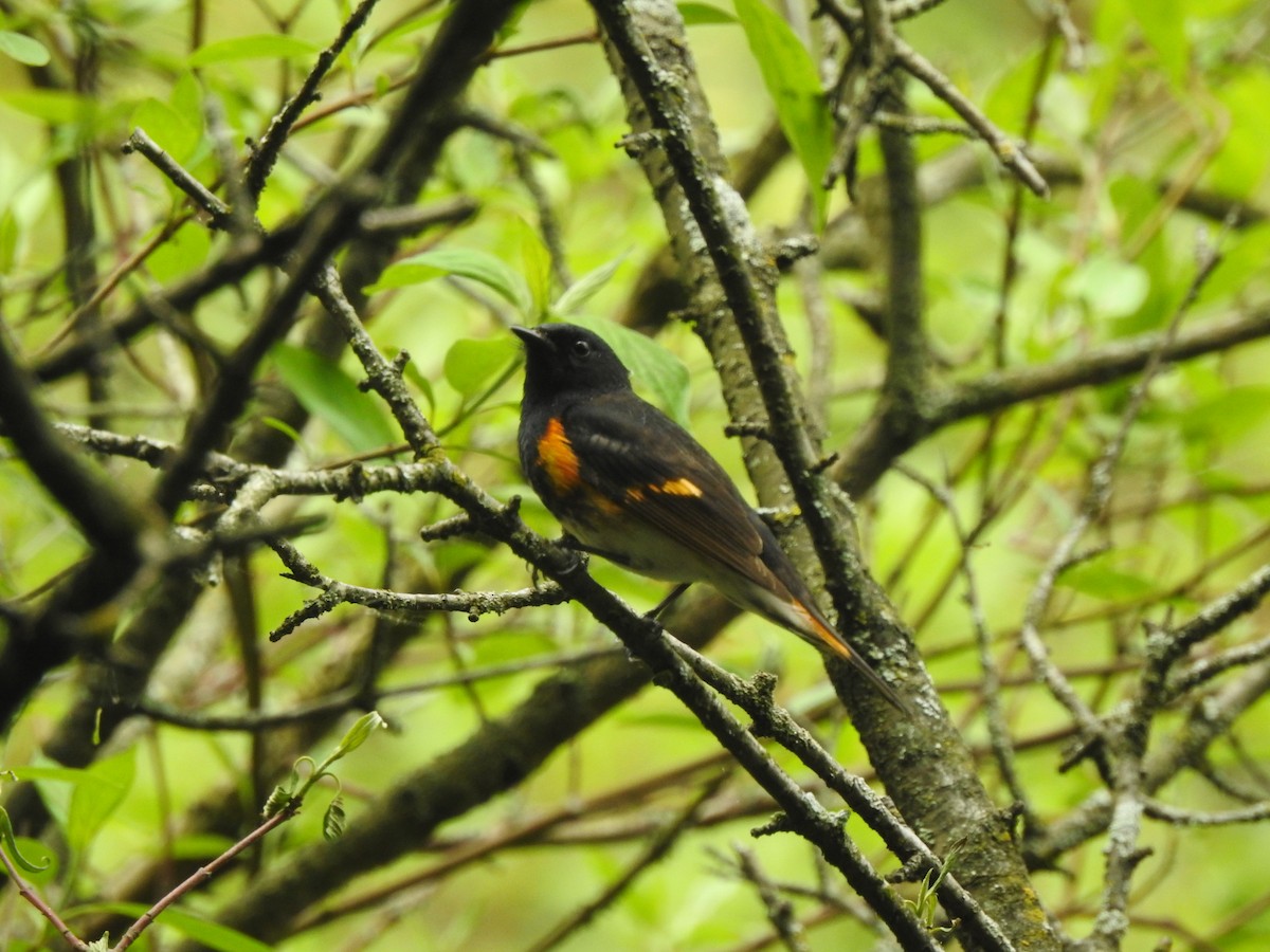 American Redstart - ML619093290