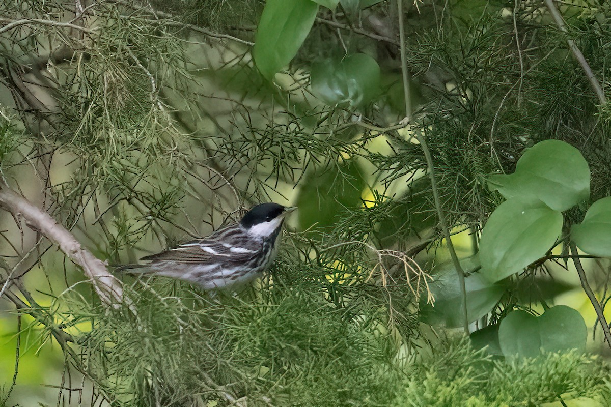 Blackpoll Warbler - ML619093292