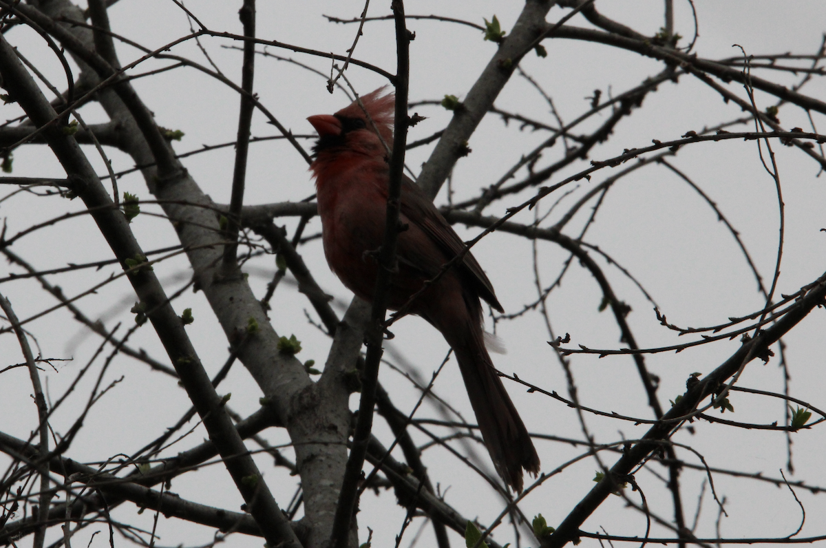 Cardinal rouge - ML619093323