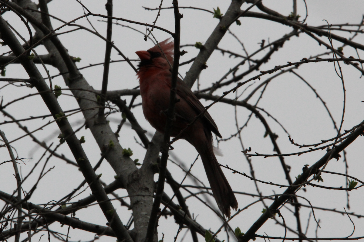 Northern Cardinal - Joe Hannigan