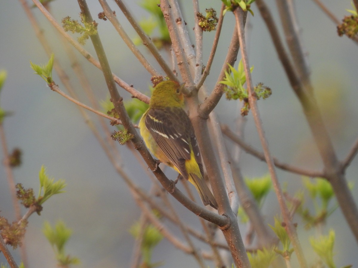 Western Tanager - ML619093328