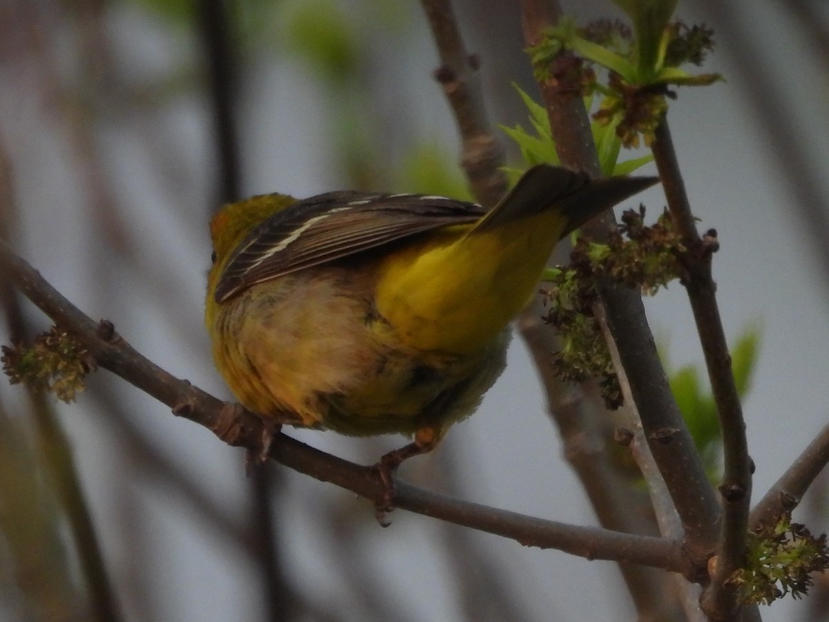 Western Tanager - ML619093332