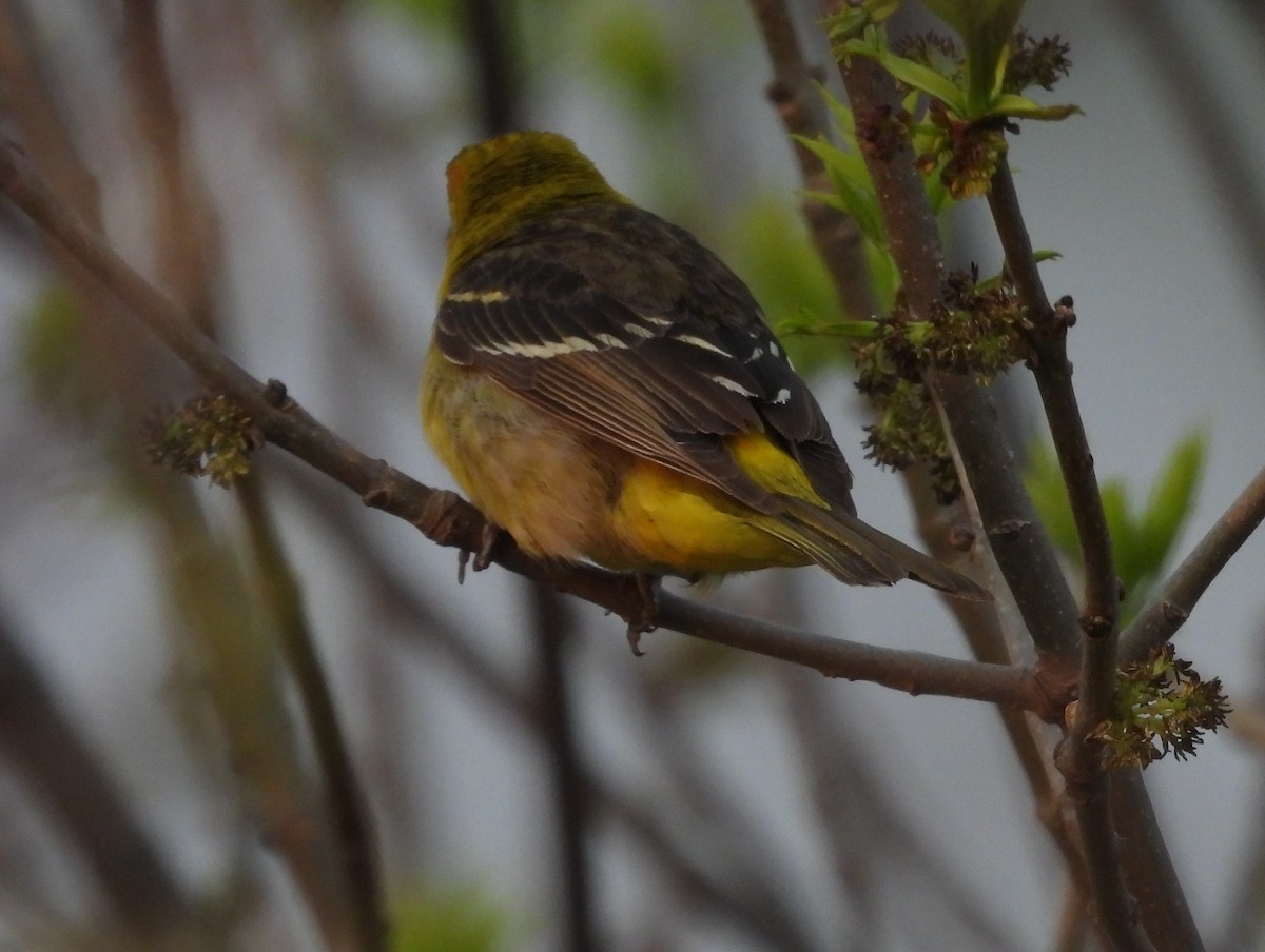 Western Tanager - ML619093333