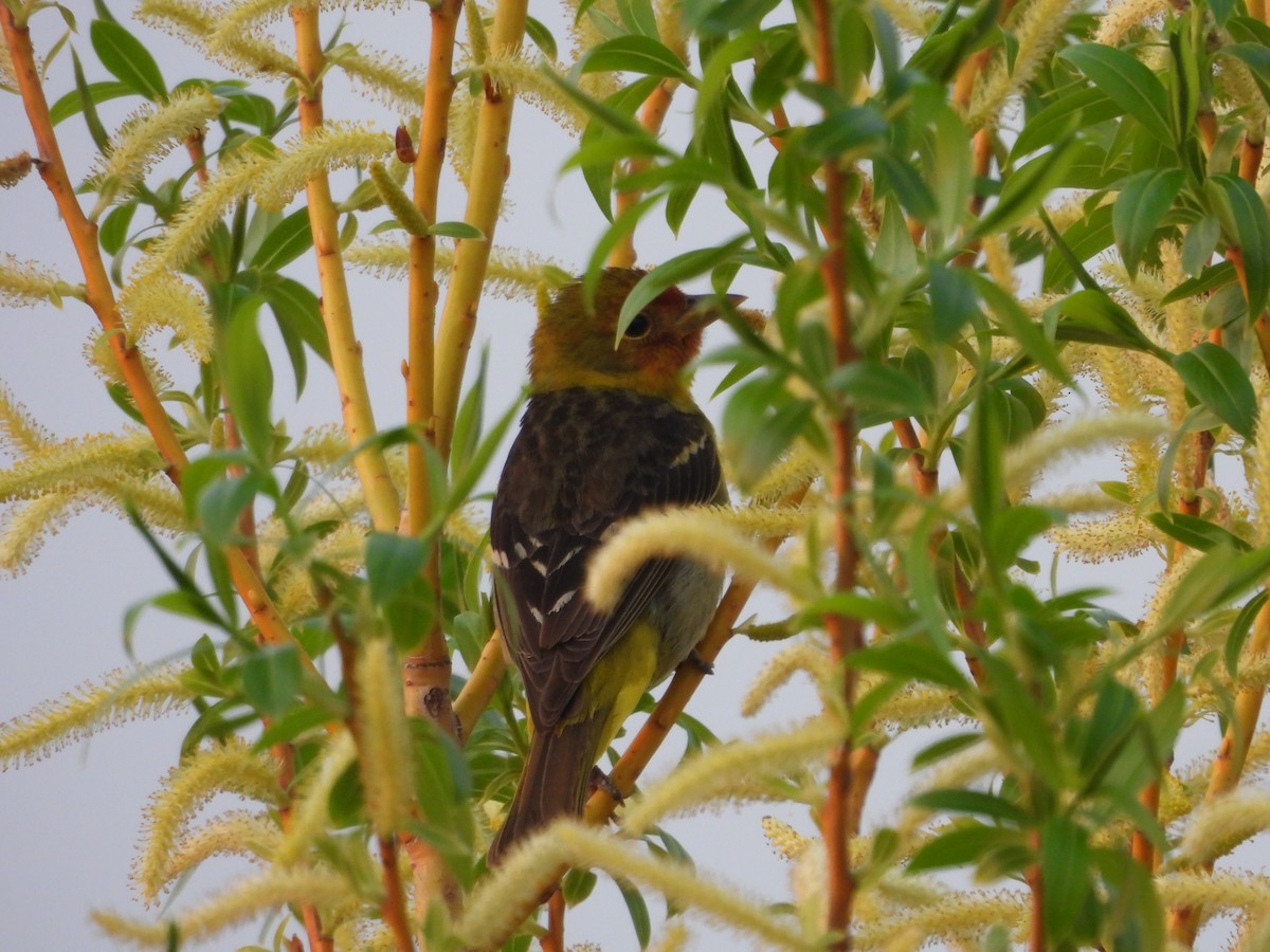 Western Tanager - ML619093337