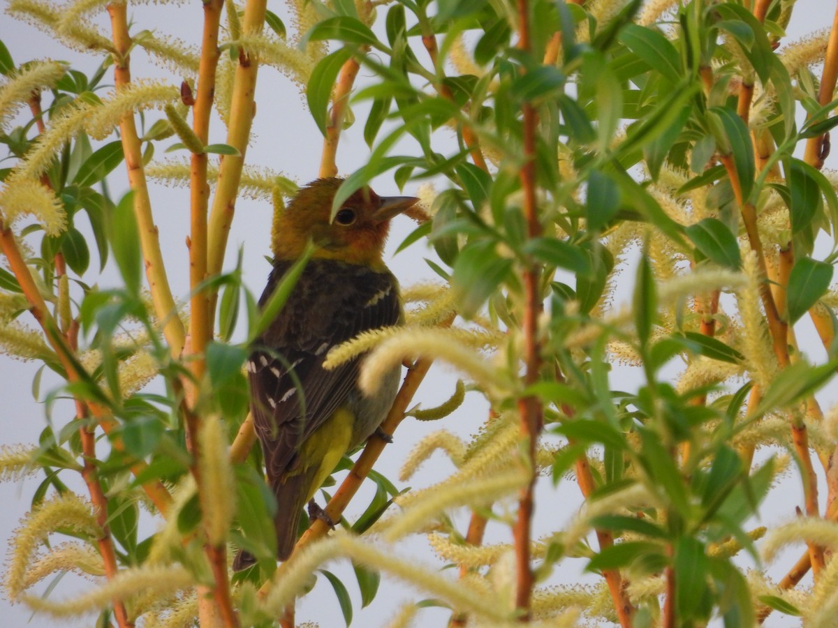Western Tanager - ML619093341