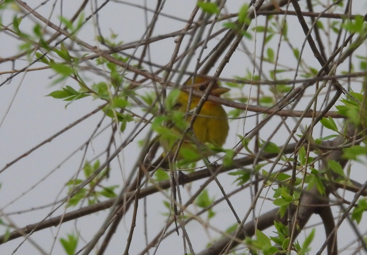 Western Tanager - ML619093347