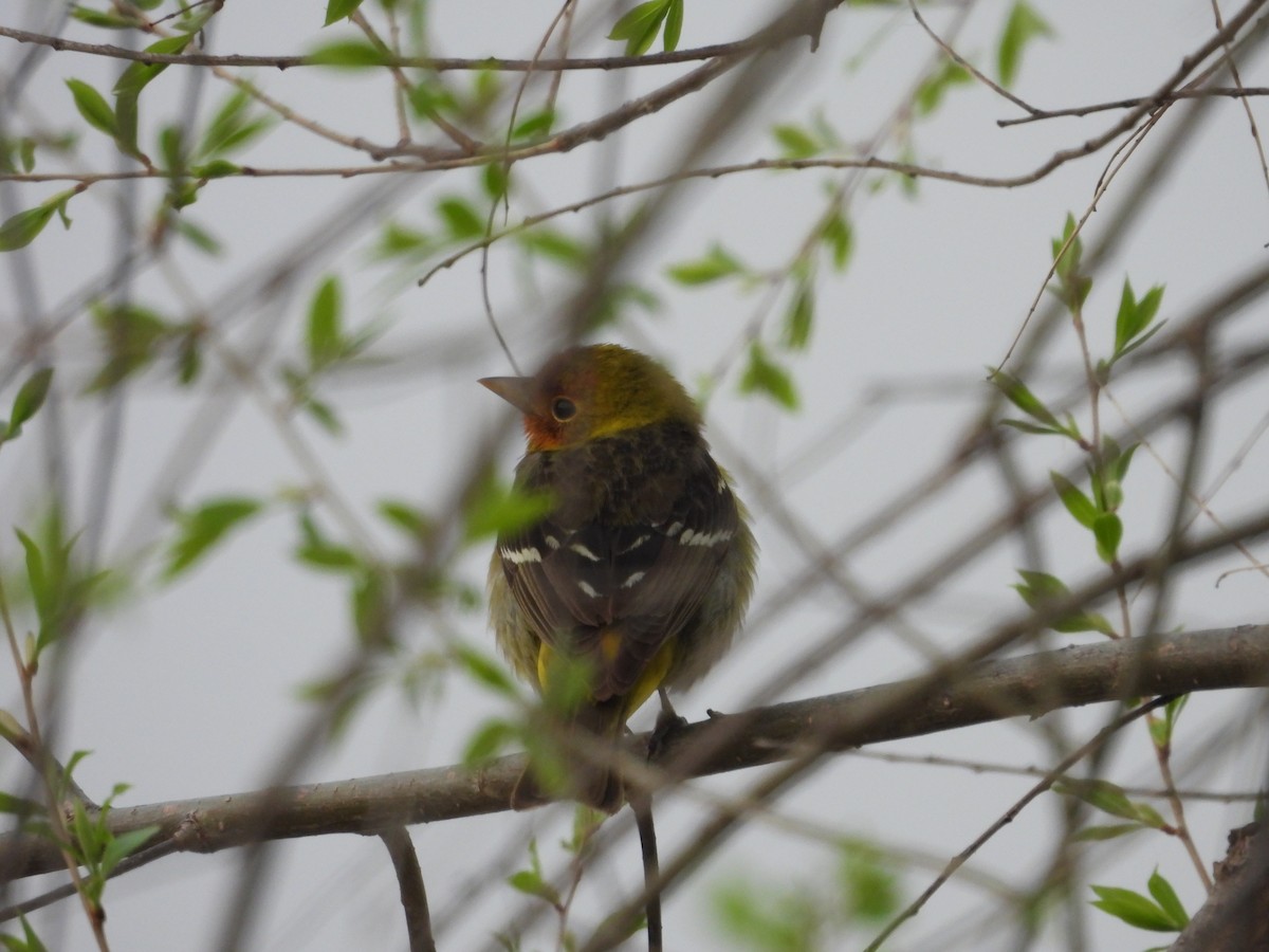 Western Tanager - ML619093349