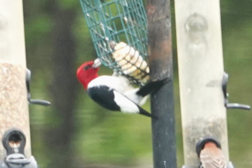 Red-headed Woodpecker - Dick Plambeck