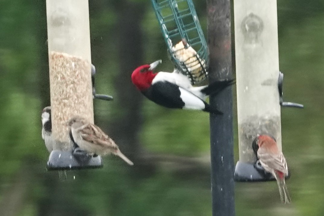 Red-headed Woodpecker - Dick Plambeck