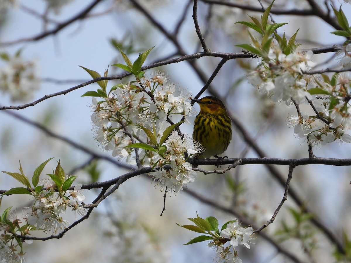 Cape May Warbler - Marc Roy