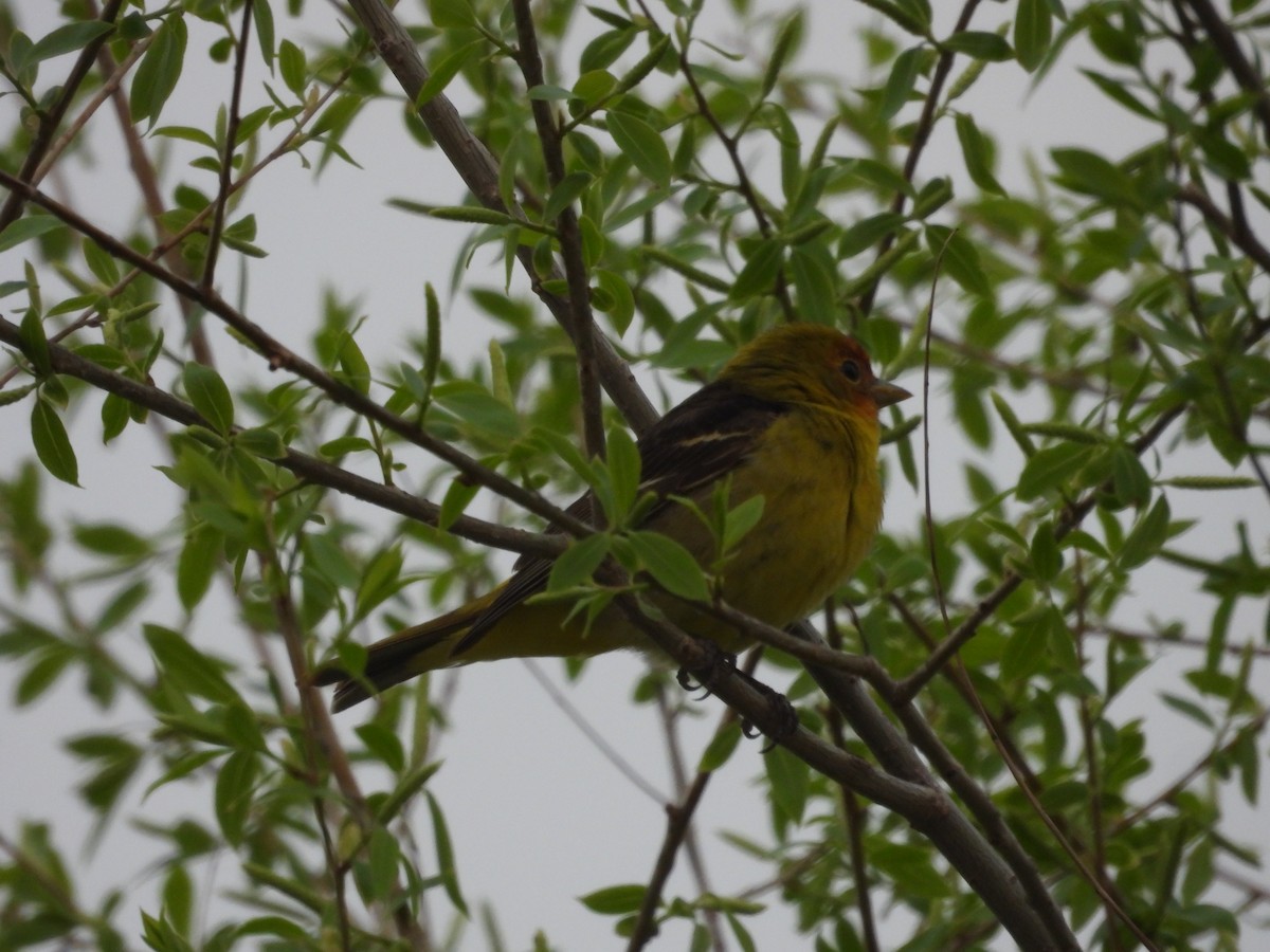 Western Tanager - ML619093367