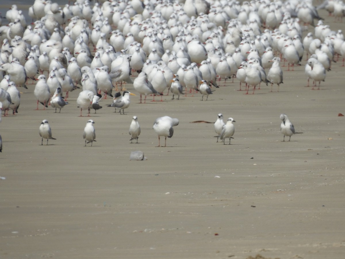 Gull-billed Tern - Ankit Vikrant
