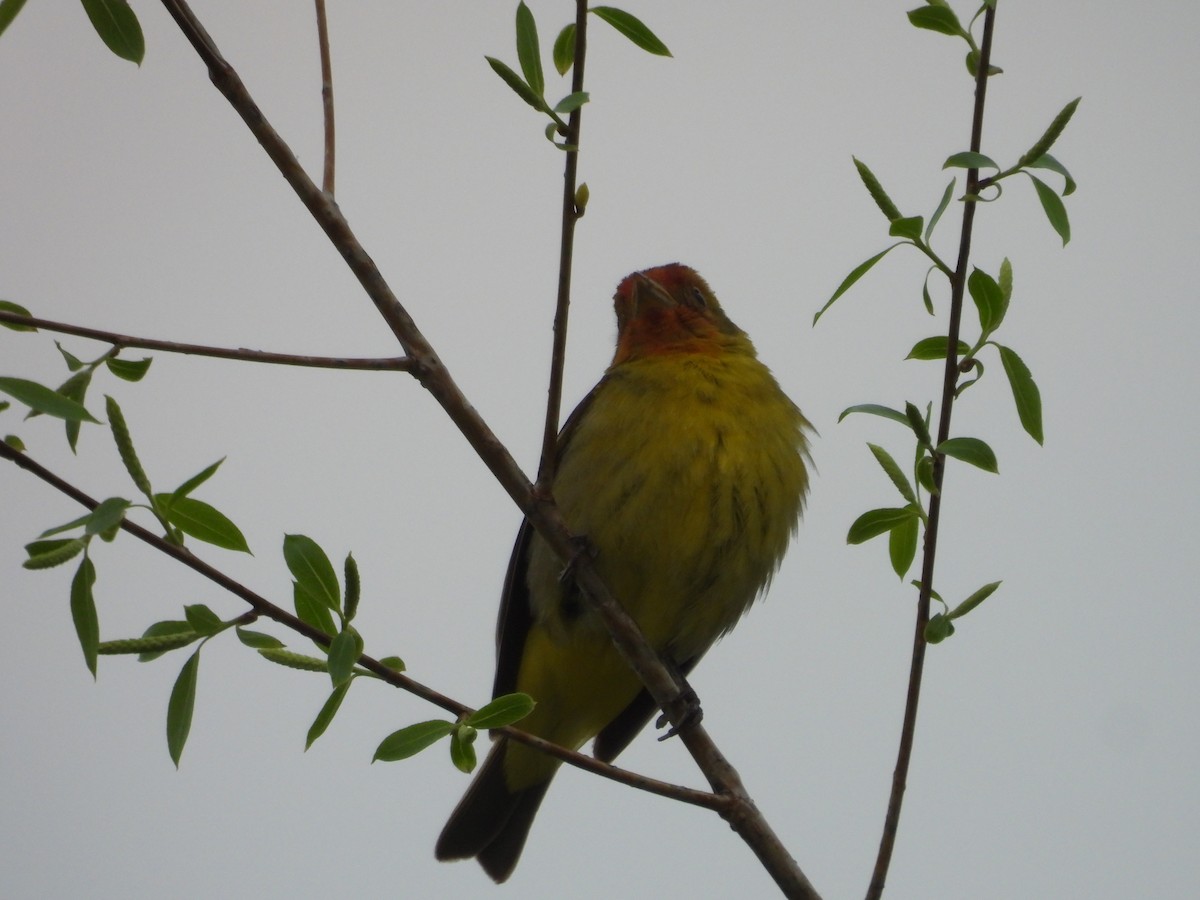 Western Tanager - ML619093376