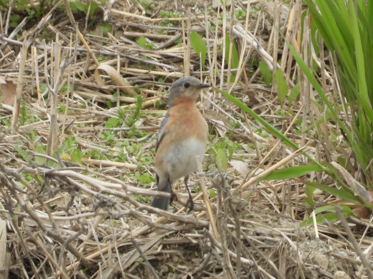 Eastern Bluebird - Peter L