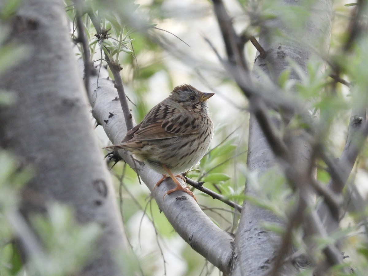 Lincoln's Sparrow - Peter L