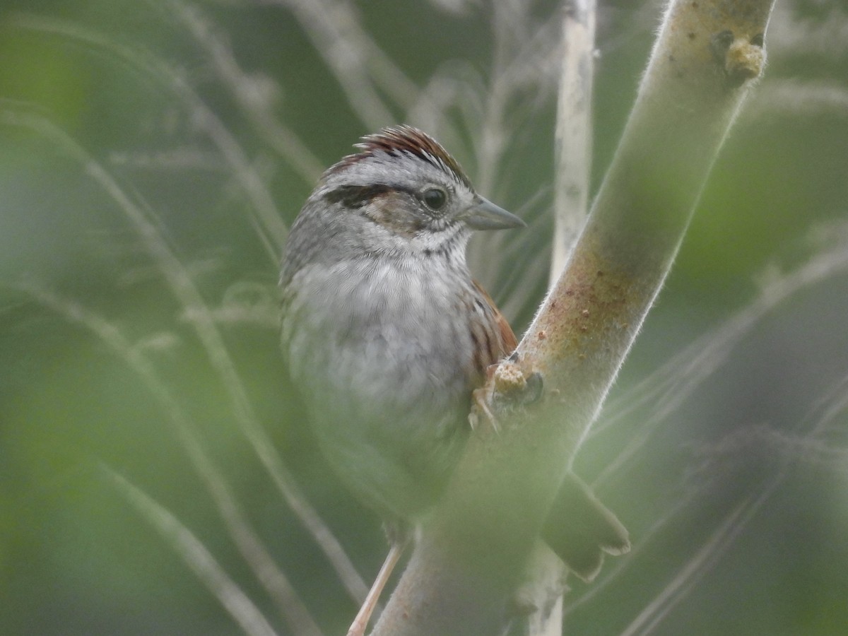 Swamp Sparrow - Peter L