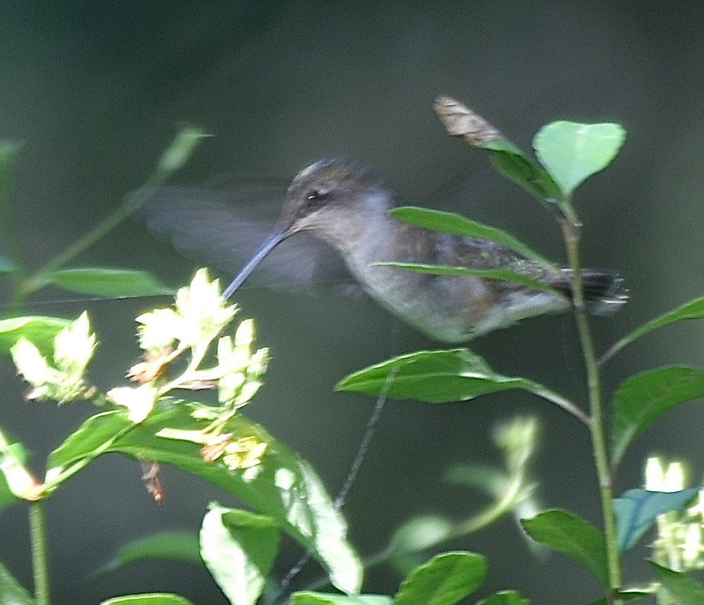 Ruby-throated Hummingbird - Cyndy Hardaker