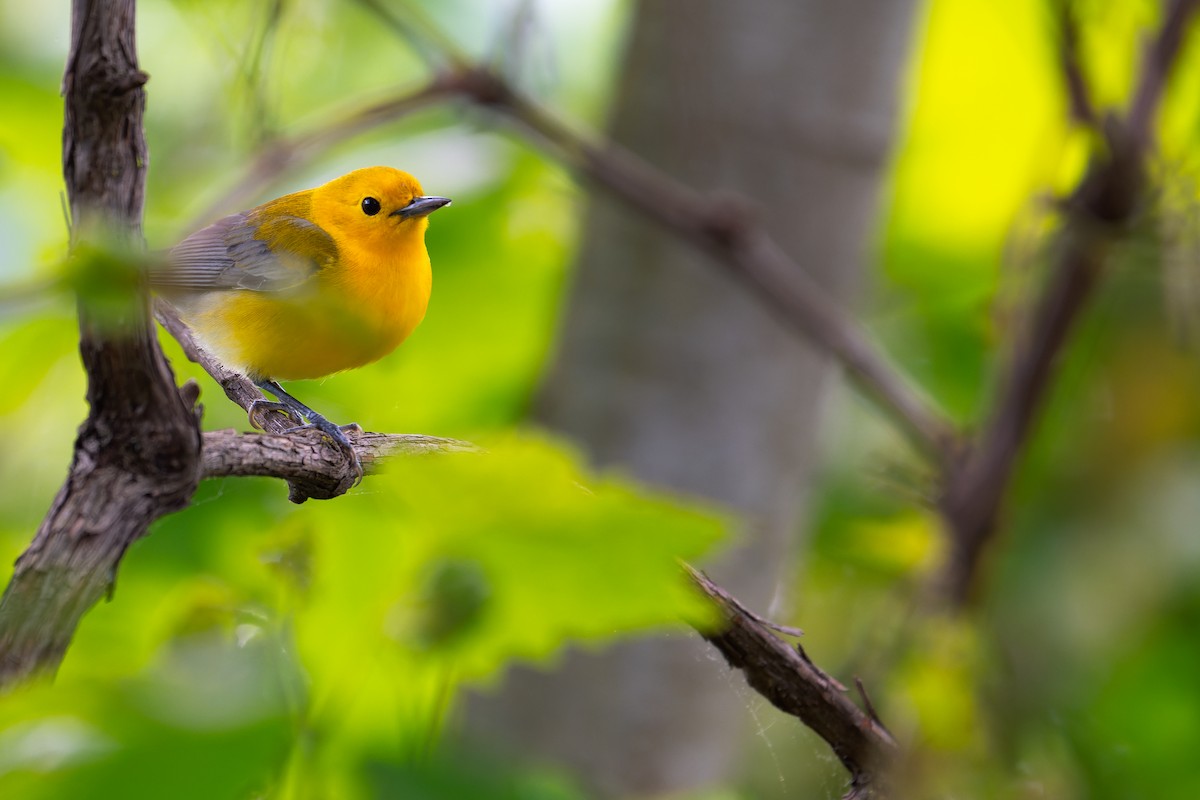 Prothonotary Warbler - ML619093422
