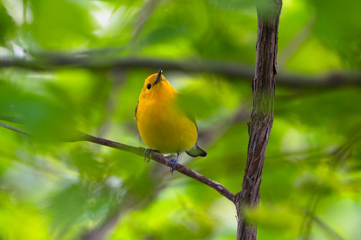 Prothonotary Warbler - ML619093423
