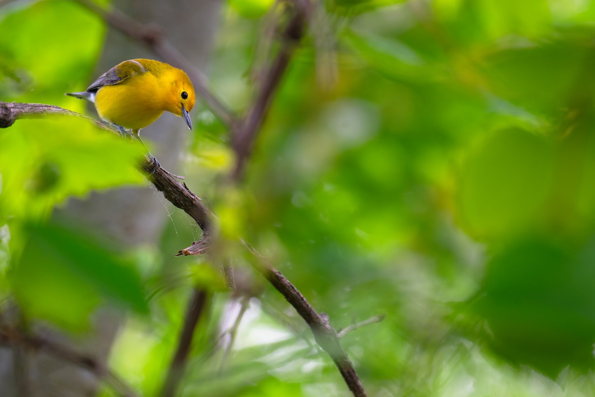 Prothonotary Warbler - ML619093430