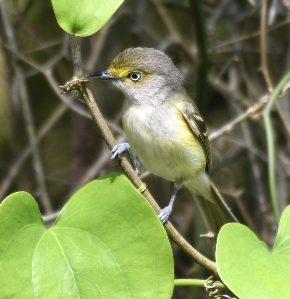 White-eyed Vireo - Cyndy Hardaker