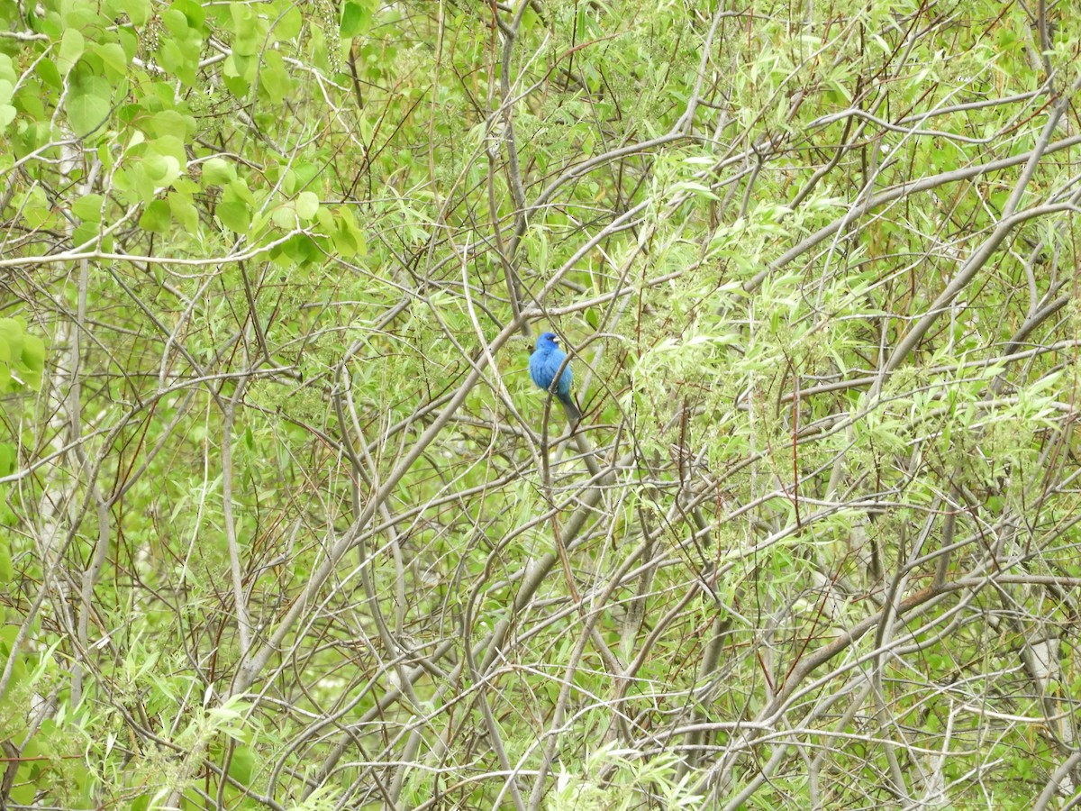 Indigo Bunting - Rick Bird