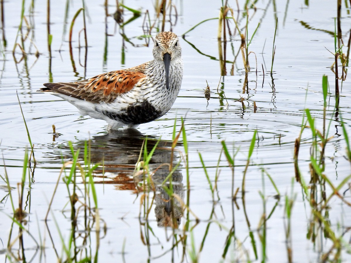 Bécasseau variable - ML619093451