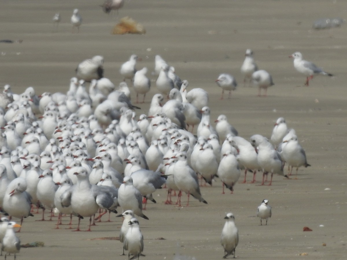 Gull-billed Tern - Ankit Vikrant