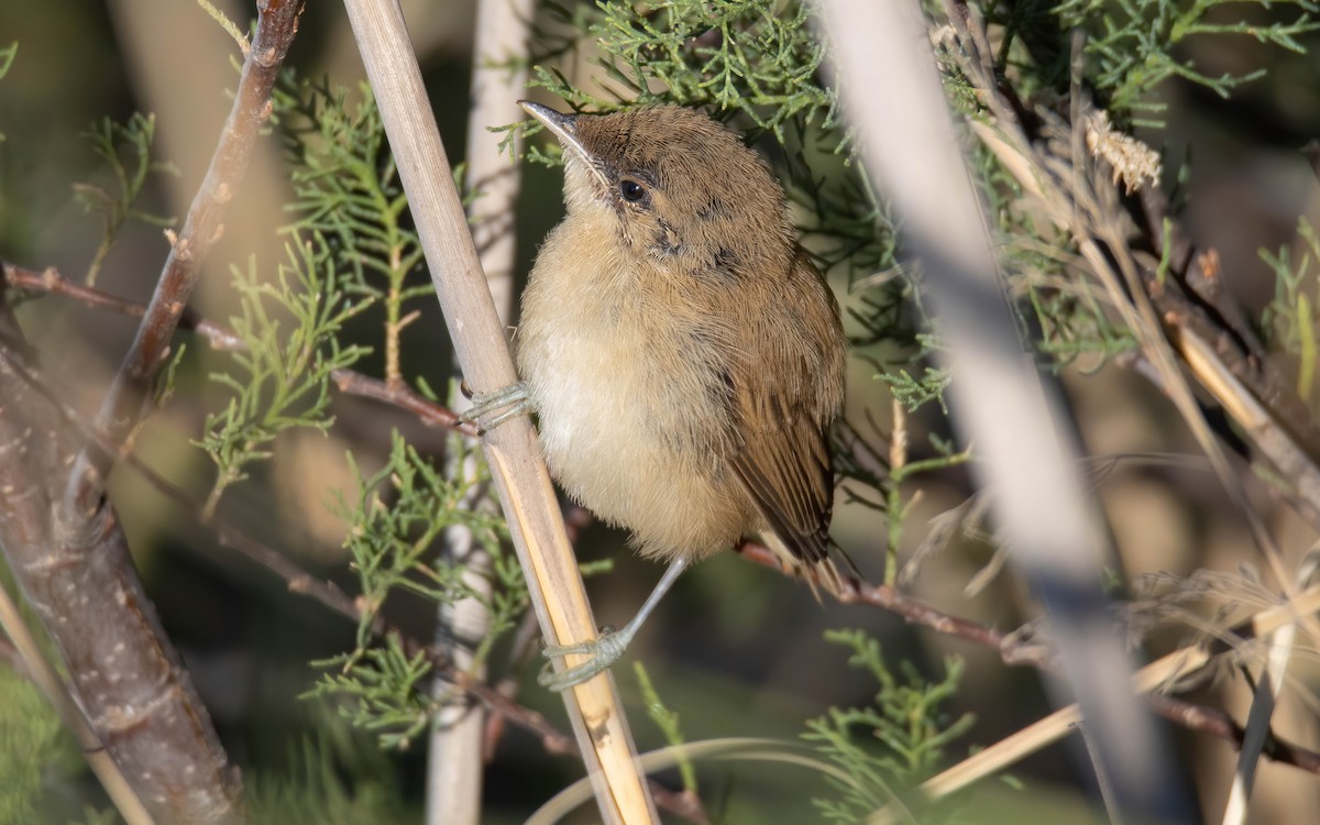 Common Reed Warbler - Andrés  Rojas Sánchez