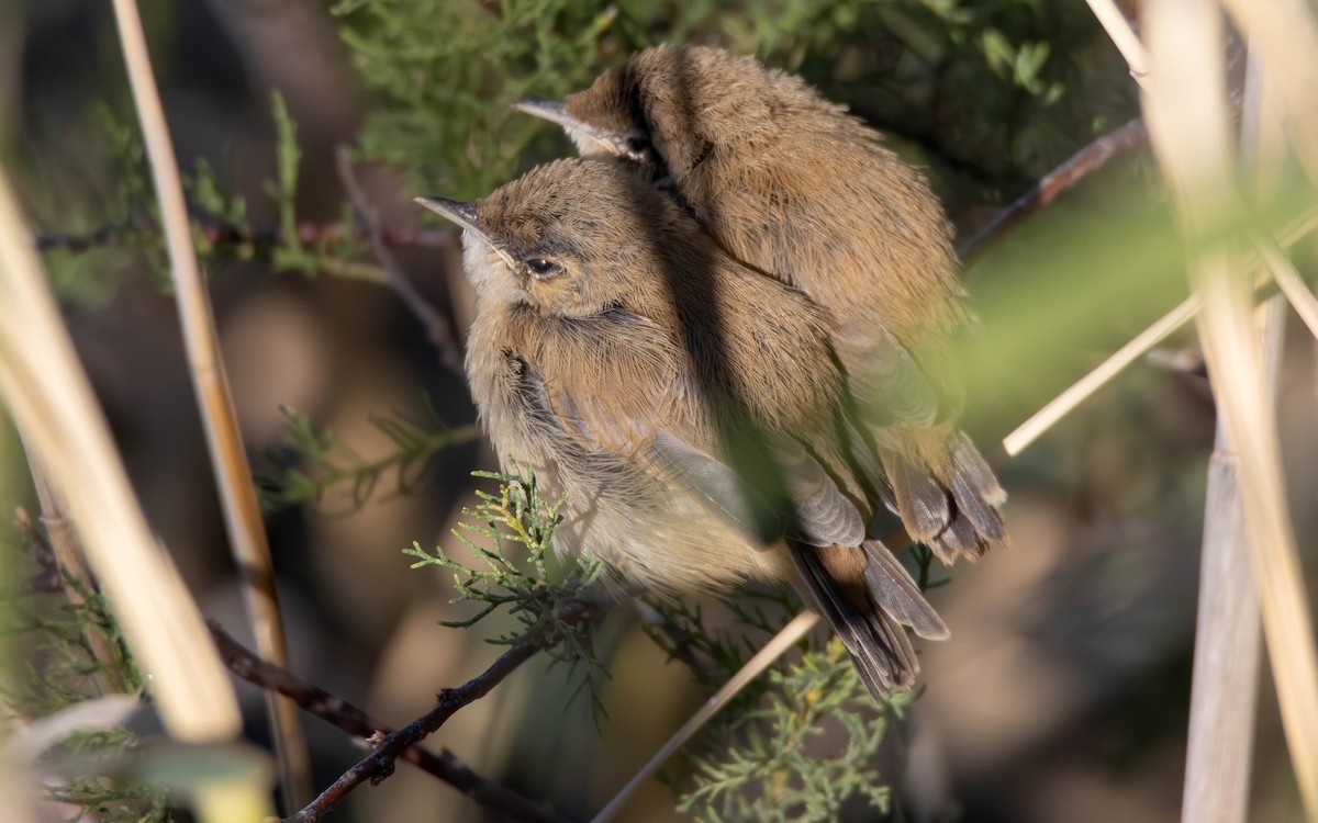 Common Reed Warbler - Andrés  Rojas Sánchez