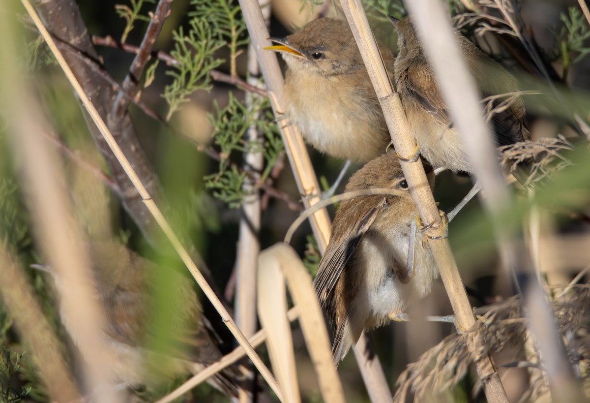 Common Reed Warbler - Andrés  Rojas Sánchez