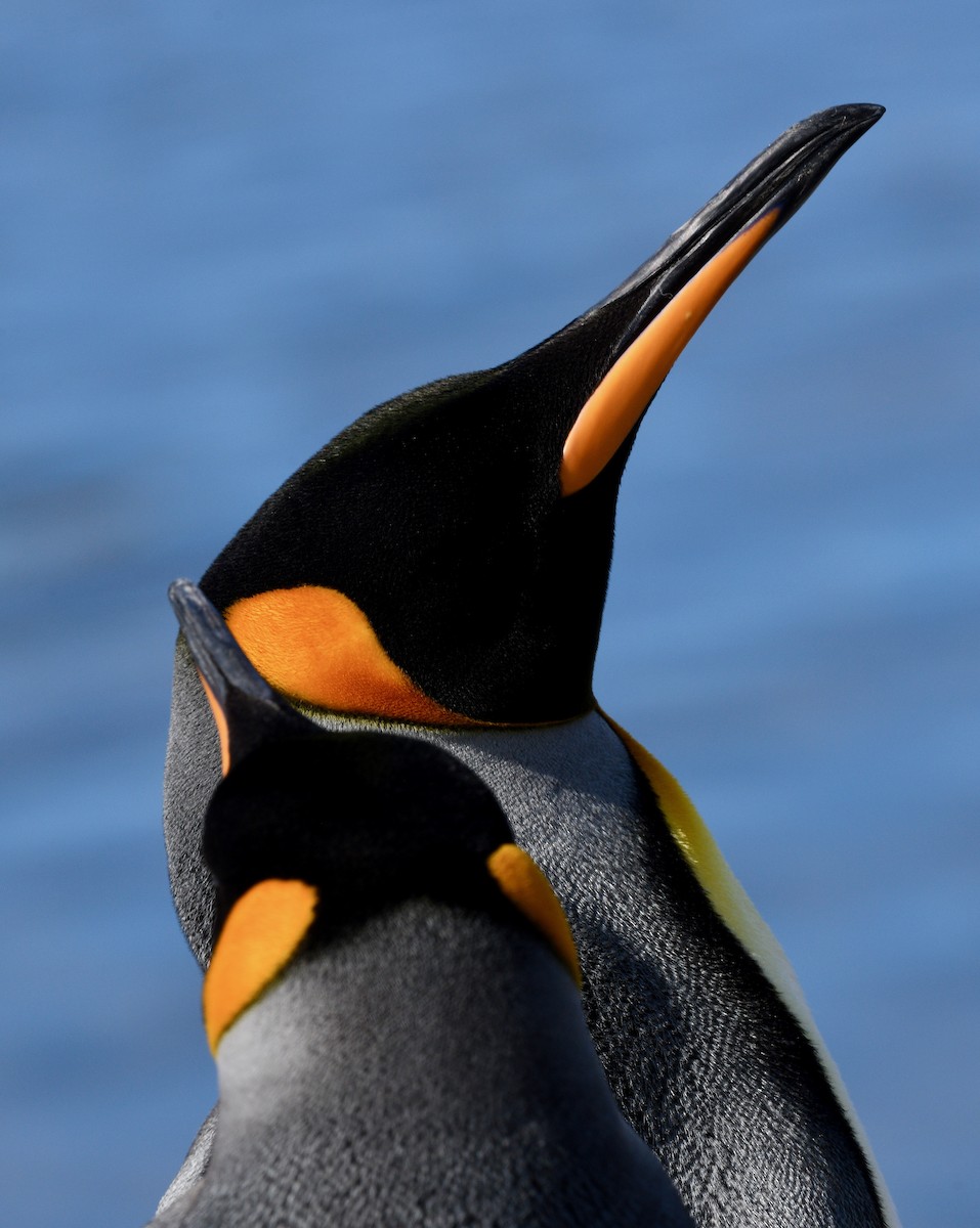 King Penguin - Win Ahrens