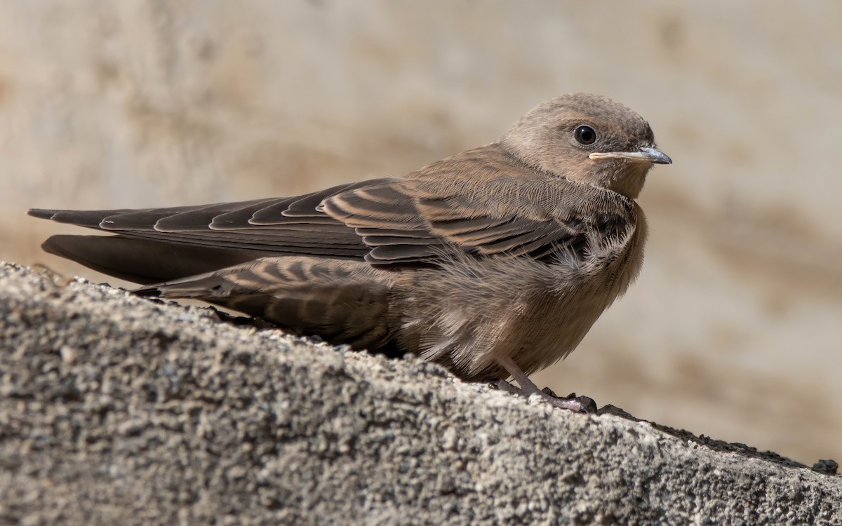 Eurasian Crag-Martin - Andrés  Rojas Sánchez