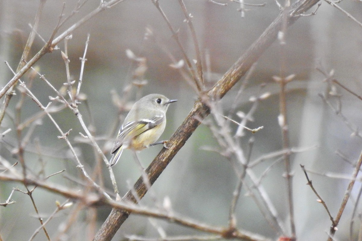 Ruby-crowned Kinglet - Jarvis Shirky