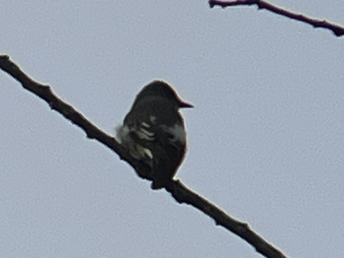 Olive-sided Flycatcher - ML619093496