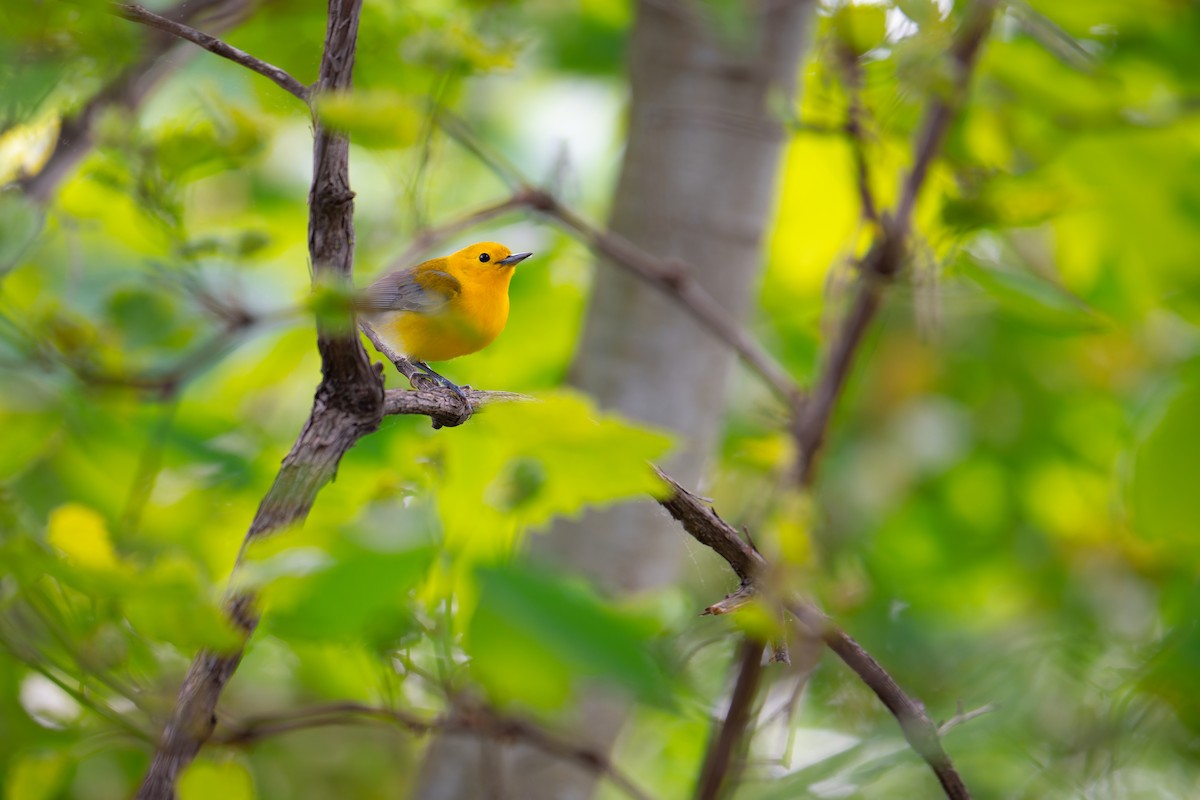 Prothonotary Warbler - ML619093507
